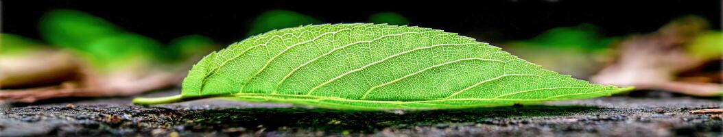 Single green leaf sits on the ground in a natural environment photo