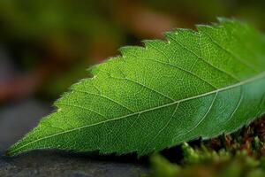 Closeup shows green leaf veins and texture in a garden photo