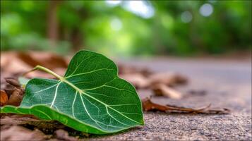 Fallen green leaf rests on concrete surface in the daytime photo