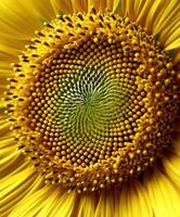 Close up shows the central part of a large, bright yellow sunflower photo