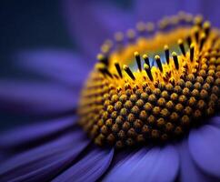 Close-up view of a bright purple and yellow Echinacea flower photo