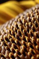 Detail of sunflower seeds in a macro shot from above photo