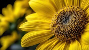 Close up of a bright yellow sunflower blossom in full bloom photo