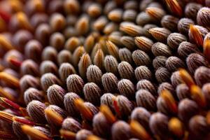 A macro view shows the seed head of a rudbeckia flower photo