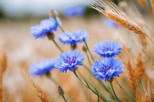 Cornflowers growing in a golden wheat field photo