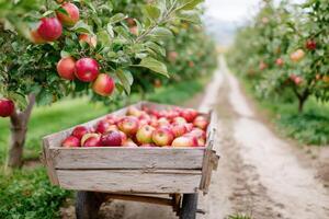 Freshly harvested apples in a wooden cart on a dirt path, surrounded by lush apple trees in an orchard, showcasing the beauty of nature and agricultural abundance photo