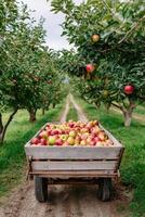 Wooden cart filled with freshly harvested apples is parked along a tree-lined path in an orchard, showcasing vibrant fruit and lush greenery in a serene agricultural setting photo