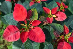 top view of Poinsettia tree. it is a shrub with dark green foliage. Spear-shaped bracts come in many colors, including white, yellow, red and pink. Yellow flowers form a bouquet at the end of the top. photo