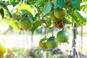 Raw passion fruit on the tree have a round or oval shape Shell color varies by species. such as the purple variety Yellow and yellow. Fruit peel is thick, glossy photo