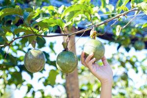 Hand holding raw passion fruit on the tree. The passion fruit has an oval shape, thick, oily rind. There are many seeds inside the fruit. It is a healthy fruit with high fiber content. photo