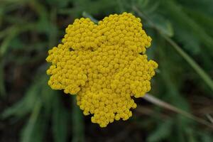 Fernleaf yarrow flower, or Milfoil, Coronation Gold type photo