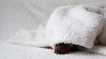 Playful miniature pinscher dog hiding and moving under white towel video