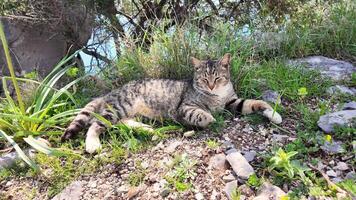 Cute tabby cat yawning and enjoying rest lying on the grass on a sunny summer day video