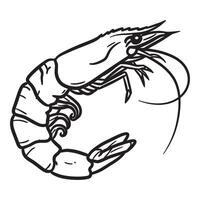 Detailed black and white line art illustration of a fresh shrimp isolated on white vector