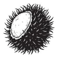 Hand drawn illustration of a chestnut in its spiky husk isolated on a white background vector