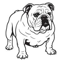 Detailed black and white illustration of an english bulldog standing proudly with focused eyes vector