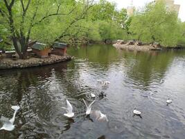 Ducks in a tranquil pond with trees photo