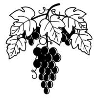 Bunch of grapes with leaves, detailed black and white line drawing vine plant illustration, botanical nature motif vector