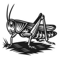 Detailed grasshopper illustration in black and white insect with segmented legs, antennae, and textured wings on ground vector