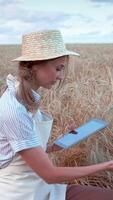 Woman Examining Agricultural Data in a Wheat Field on a Sunny Day video