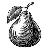Detailed pear illustration in vintage black and white style with intricate linework vector