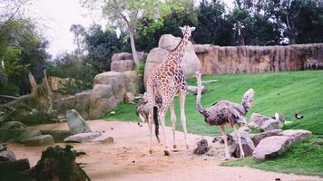 Giraffe and ostriches in open enclosure at zoo video