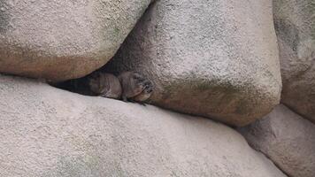 Rock hyraxes rest tightly nestled between large stone crevices video