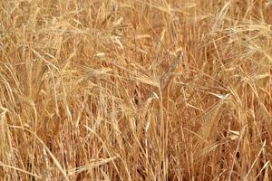 Golden wheat field at harvest time for agriculture and nature. Summer background. Yellow field. Copy space. Free space for text photo