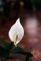 Beautiful white peace lily bloom showcasing its elegant flower structure in a garden setting photo
