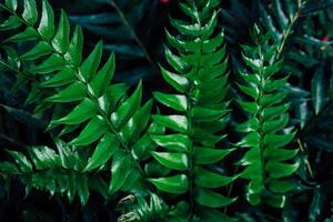 Lush green ferns thriving in a shaded area during a warm afternoon in a tropical garden photo