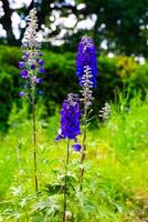 Bright purple delphiniums bloom in a sunny garden during springtime photo