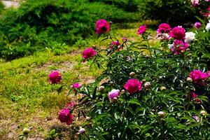 Vibrant peony flowers blooming in a garden during a sunny day in spring photo