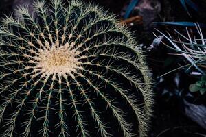 Unique spherical cactus thriving in a garden setting with vibrant details and textures photo