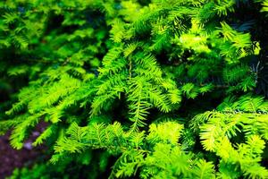 Vivid green foliage of evergreen trees in a tranquil natural setting during daylight hours photo