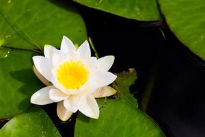 Beautiful water lily blossoms on calm pond surface with vibrant green lily pads photo
