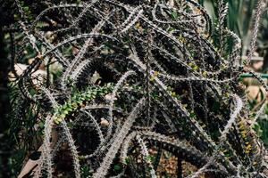 Intricate details of tangled cactus plants in a desert garden during daylight photo