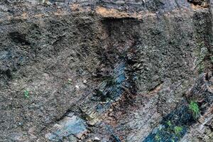 Detailed view of layered earth showing soil rock formations and vegetation in a natural setting photo