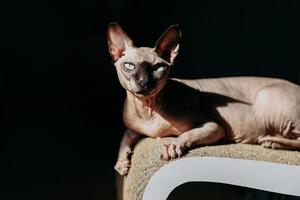 Sphynx cat relaxing on a modern scratching post in a dimly lit room during afternoon light, play of shadow and light photo