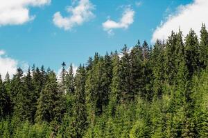 Lush green forest Carpathians under a bright blue sky with scattered clouds in daytime photo