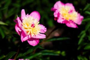 Vibrant pink and yellow peony bloom in a lush garden during the sunny afternoon hours photo