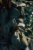 Close view of green leaves on a plant in a lush garden during daylight hours photo