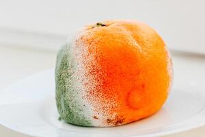 Moldy orange on white plate with contrasting colors showcases decay and natural processes photo