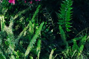 Green ferns and colorful flowers create a lush garden landscape in spring season sunlight photo