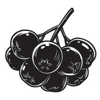 Artistic black and white illustration of freshly picked aronia berries on a branch vector