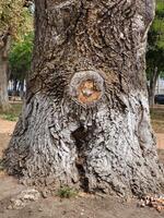 A view of a gnarled tree trunk with a deep bark texture, hollow, in a park. photo