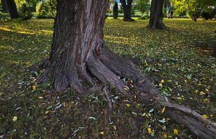 In an autumn park, a thick tree trunk with overgrown roots photo