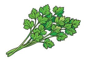Fresh green parsley bunch, isolated on a white background, highlighting its natural freshness as a healthy cooking ingredient vector