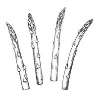 sketch of asparagus shoots. Green vegetable in engraving technique. Useful vegetable crop. Sparrowgrass sprouts, hand-drawn with black ink. vector