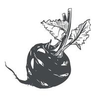 Linear ink sketch of kohlrabi. drawing in engraving style. Botanical illustration of farm cabbage. Round head and leaves of German turnip on white background. vector