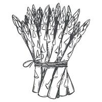 sketch of bunch of asparagus shoots. Green sprouts are tied with rope. Linear ink drawing of healthy vegetable. Black and white linear Sparrowgrass illustration in engraving technique. vector